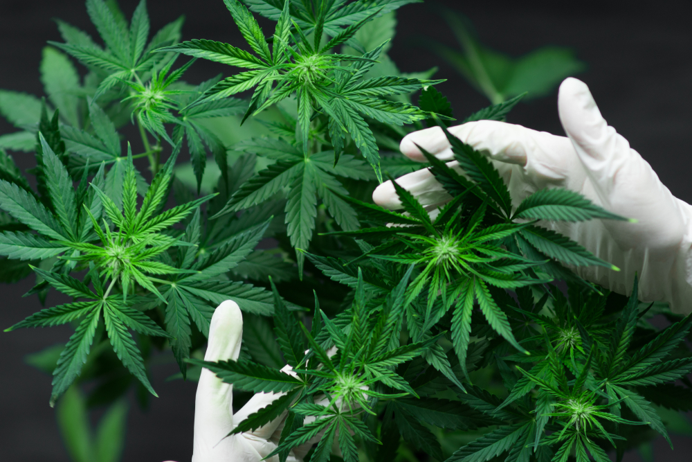 medical marijuana dispensary Adelaide